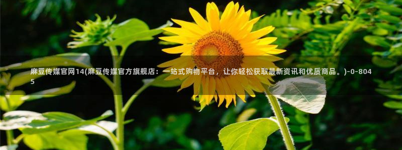 麻豆视频SEO词库