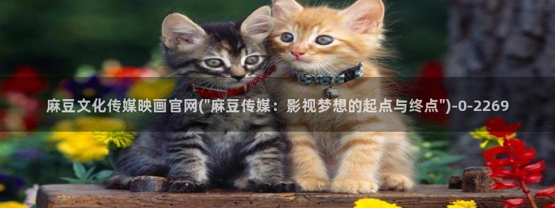 麻豆视频模板标签